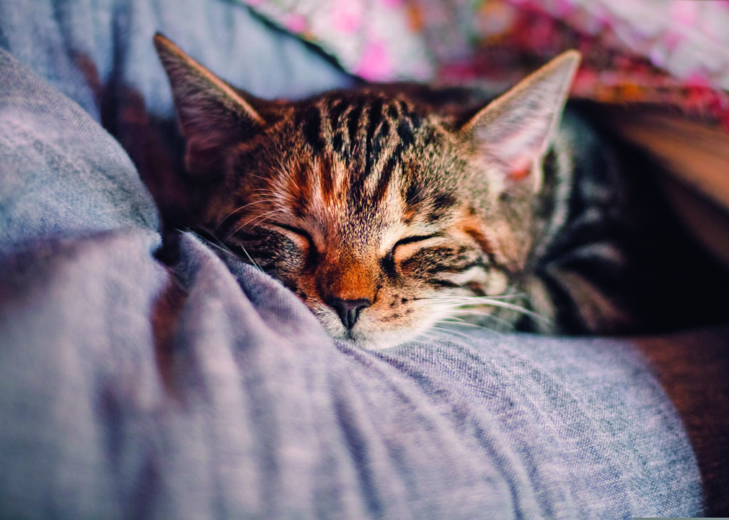cat-4189697